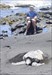 Watching turtle at Black Sands Beach Hawaii I Didn&#39;t take a picture with Hyde, but he was with me when the picture was taken.