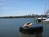 Ophelia visits the Chesapeake Bay