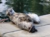 Seal & pup on Bowen Island, BC