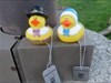 Mr & Mrs Pilgrim Duck visit nearby