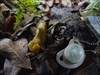 trackable and banana slug (real)