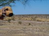 Ruffles in the Arizona Desert