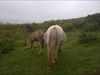 Ponies near cache