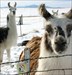 A visit with the llamas. No cows or kangaroos on this visit but did visit a llama ranch.  Maybe some else can take you to visit a Colorado cow.