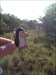 Seems out of place: penguin in the bushveld.