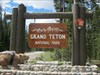 Bucky entering Grand Teton