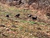 Wild turkey in Kentucky  Log image uploaded from Geocaching® app