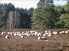 Schafe in der Heide