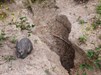 Wombat posing next to burrow