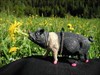 ugly pig eating flowers.jpg