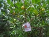 Wo yao qu hanging around in guava tree Black River