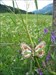 Butterfly_3.jpg Tasting the flowers in the Austrian meadow
