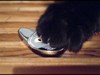 Kissa ja tassu / Cat & paw Kolikko käpälän alla