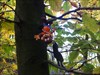 BoBo kopfüber im Baum