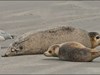 Robben bei Helgoland