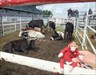 Heritage Days Rodeo, Strathmore, Alberta. Bobo with some of the &quot;other&quot; contestants at the rodeo.