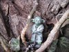 Master Yoda embarks a tree