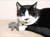 Dino Daniel with Rolo Rolo is Star.Ship cat, base located in Staffordshire, England.