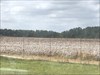 Cotton fields south Georgia