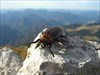 Cockroach on top of the World