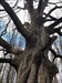 Massive tree that it was hidden near Log image uploaded from Geocaching® app