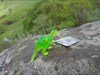 Green Dino visiting Shell Ridge
