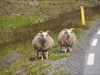 Pulloverschweinchen auf Island 31.7.2007