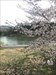Cherry blossom and Mogami River