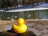 TB "Boog's Ducky #1" at Hinterbrühler See (in the background some &quot;real life&quot; relatives)