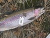 TB with 4 lb rainbow trout TB with Rainbow trout from the Columbia River between Castlegar and Trail, BC