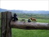 Bonnie Bear and her new friends in Cades Cove