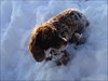 Molly the snowdog...