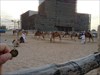 Ladybird and the camels outside Souq Waqif