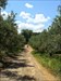 Polku A path through olive trees
