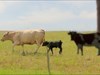 Guernsey Grazing in South Dakota Stopped to allow Guernsey to graze with another cow and her calf