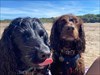 Found on the  beautiful Welsh coast of Angle. We will safely take you home with us to the Cotswolds and help you on your journey. We love travelling too. Love Mango and Bramble.  Log image uploaded from Geocaching® app
