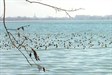 Blick auf Konstanz Hier rasten die Wasservögel gern...