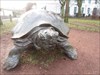 George H. meets huge turtle