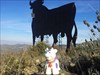 The compass purple cow visiting typical spanish bu