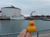 duckie4 An other wiev of Visby Harbour
