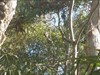 look carefully and you will see the koala