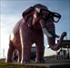 Pink Elephant with Glasses