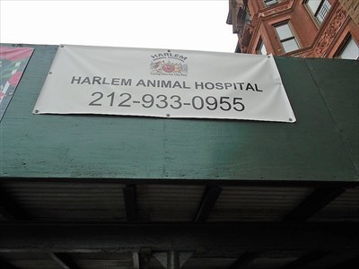 Harlem Animal Hospital - Manhattan, New York - Animal Hospitals on  