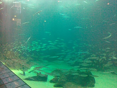 Aquarium green connection The Green