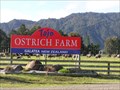 Image for Tajo Ostrich Farm. Bay of Plenty. New Zealand.