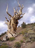 Image for Methuselah - The World's Oldest Tree
