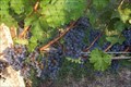 Image for Turdo Vineyards & Winery