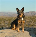 Image for Escondido, CA: The Mayflower Dog Park