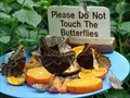 Image for "Niagara Butterfly Conservatory" - Niagara Falls Ontario, CA.