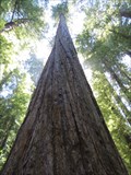 Image for Founders Tree - Humboldt Redwoods State Park, California